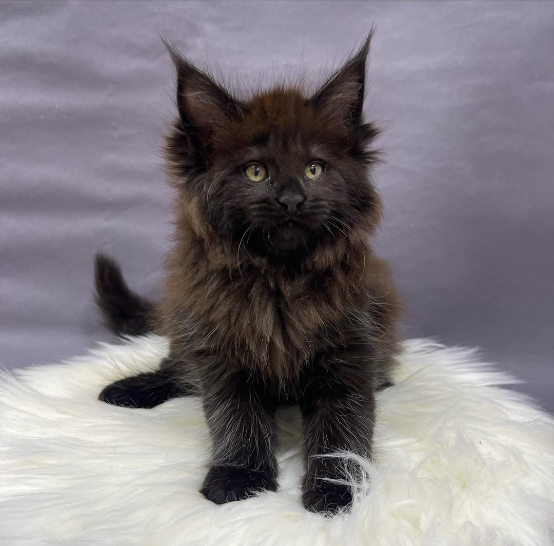 Female Maine Coon - Arista
