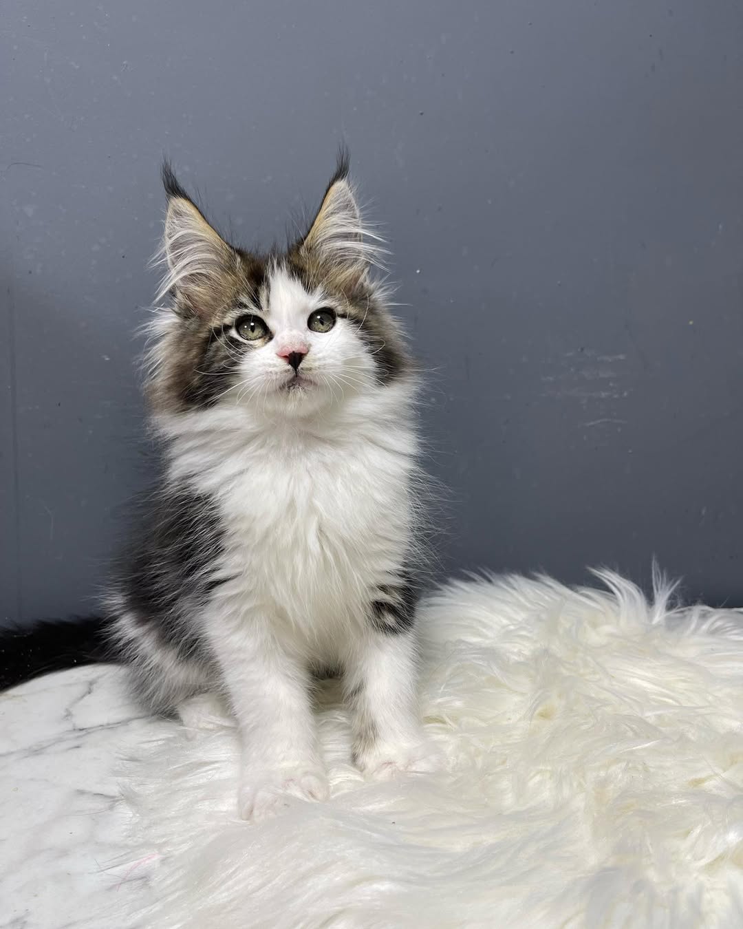 Female Maine Coon - Aurora