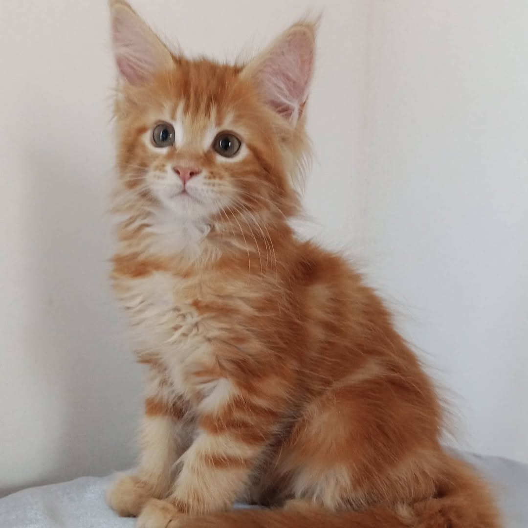 Female Maine Coon - Cinderella