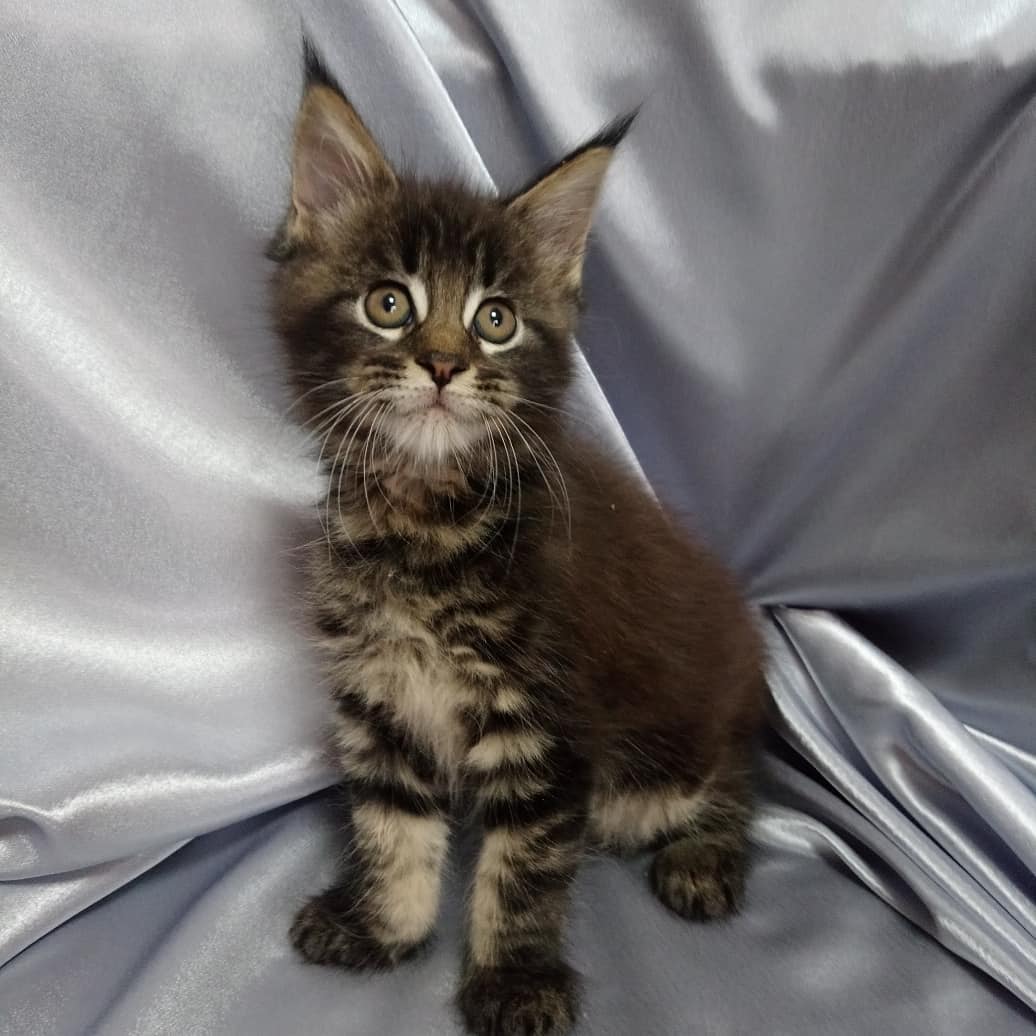 Female Maine Coon - Cosette