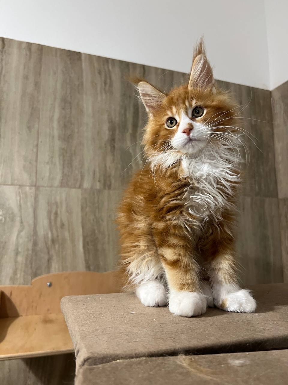 Female Maine Coon - Eudora RESERVED
