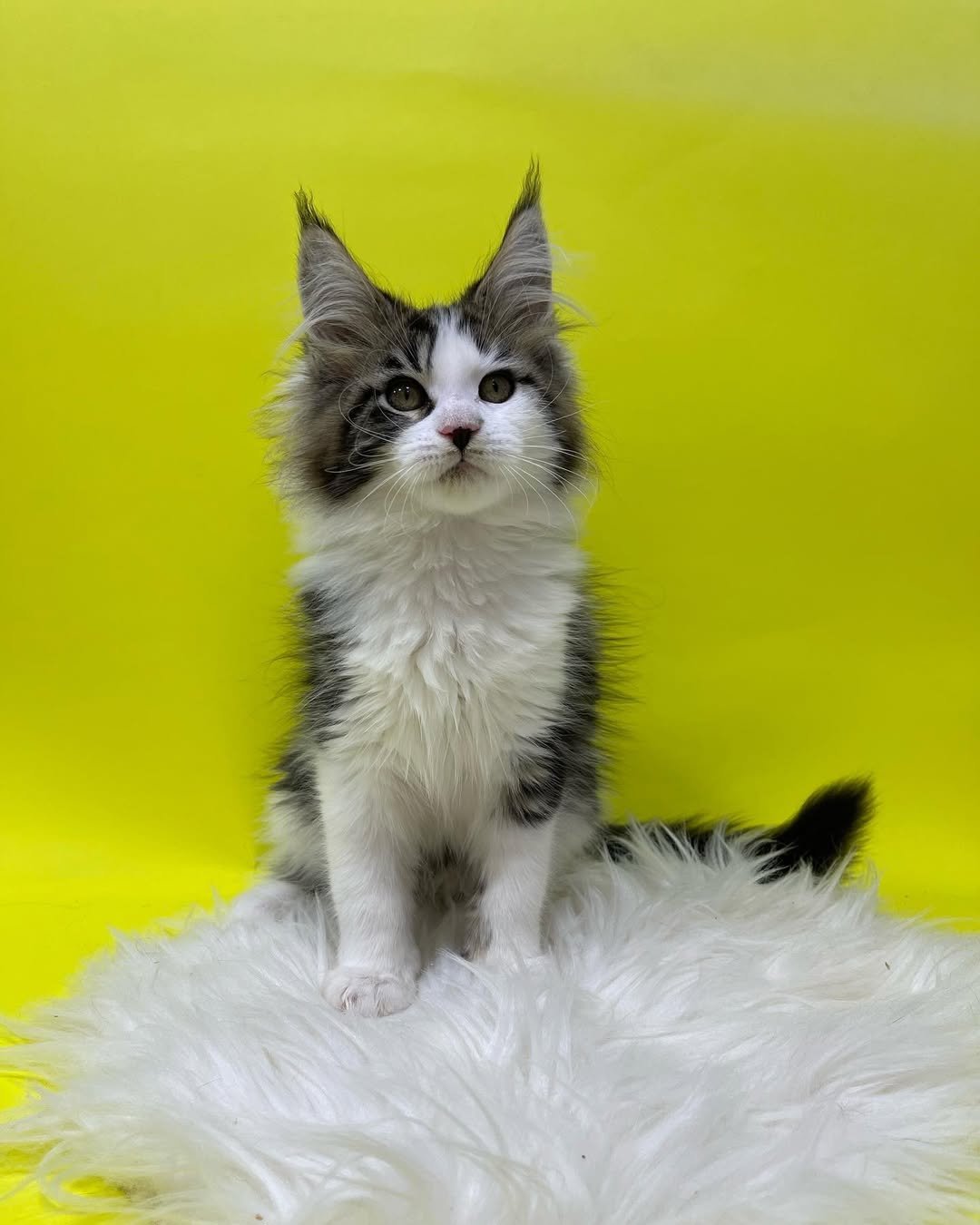 Female Maine Coon - Grace