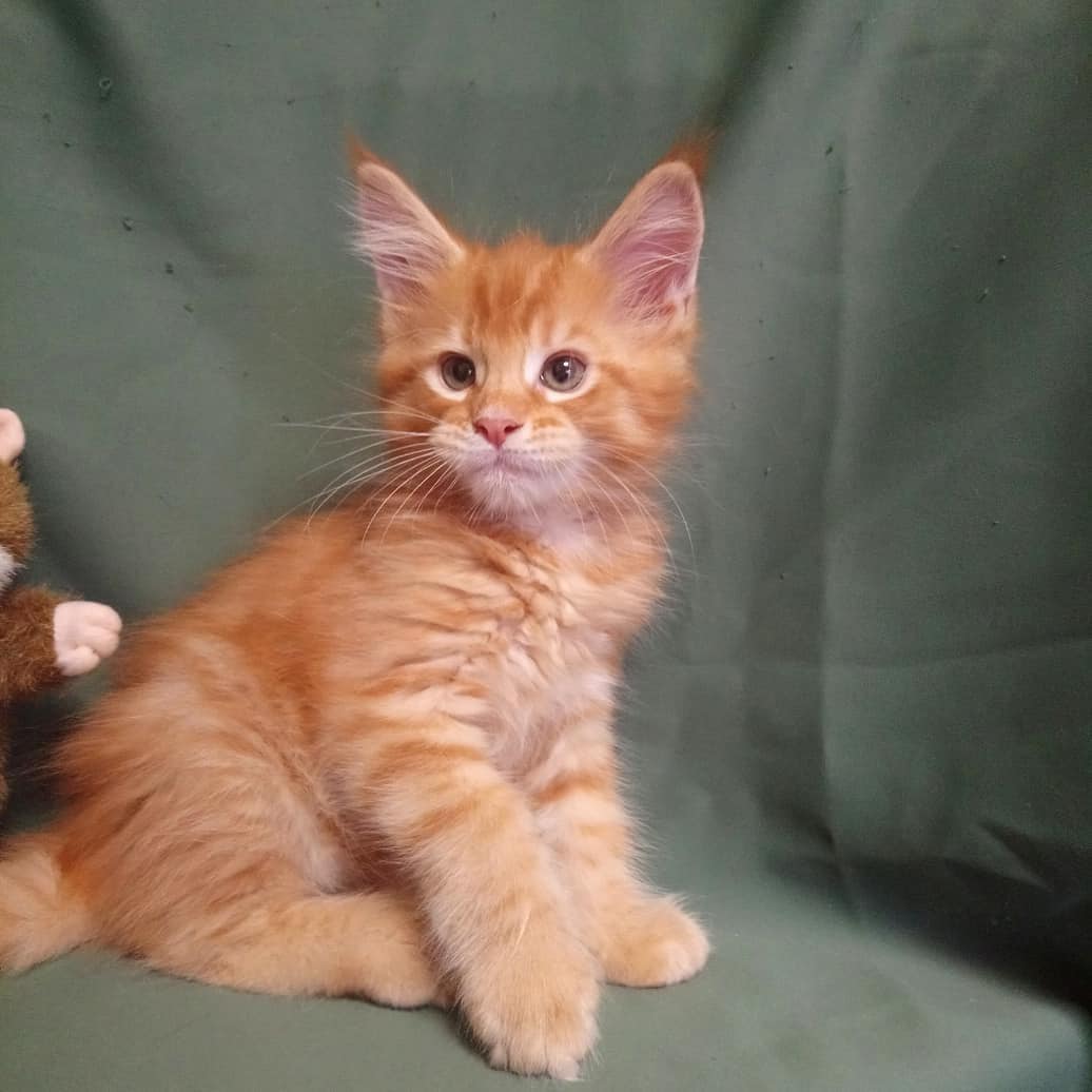Female Maine Coon - Harper