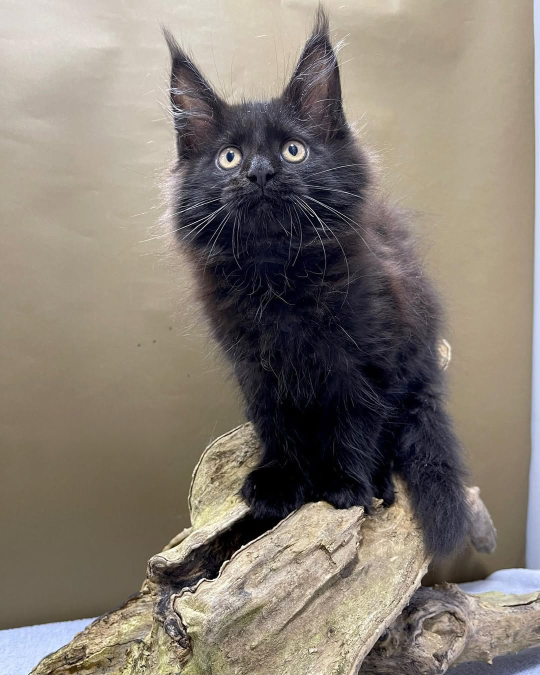 Female Maine Coon - Jasmine