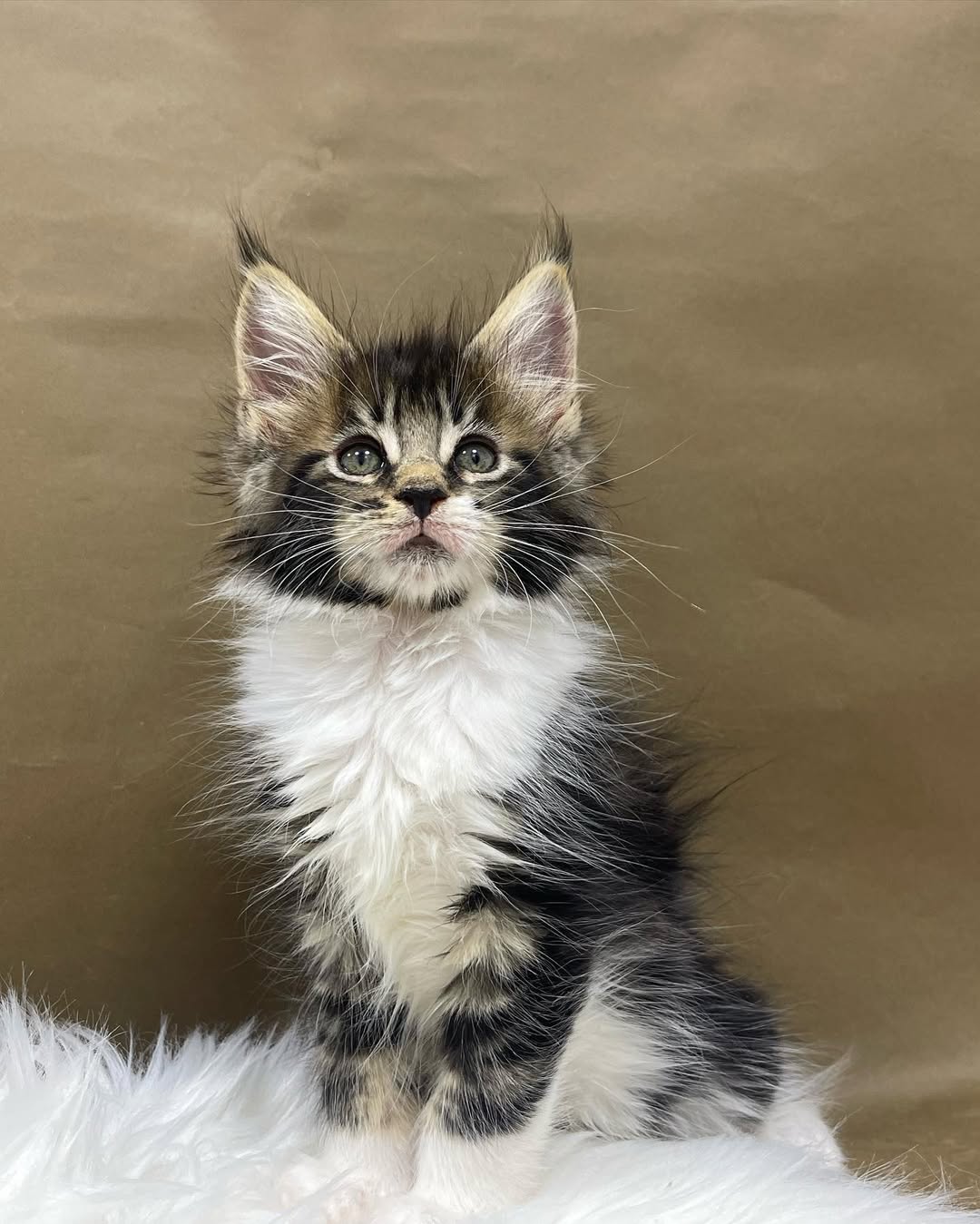 Female Maine Coon - Mona Lisa