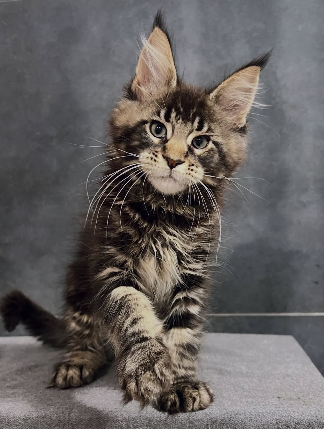 Female Maine Coon - Mosaic SOLD