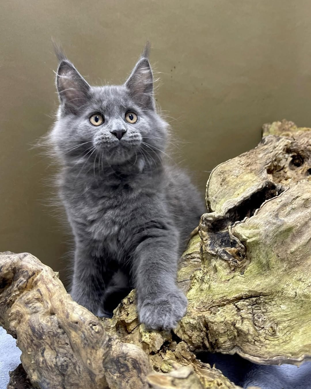 Female Maine Coon - Willow