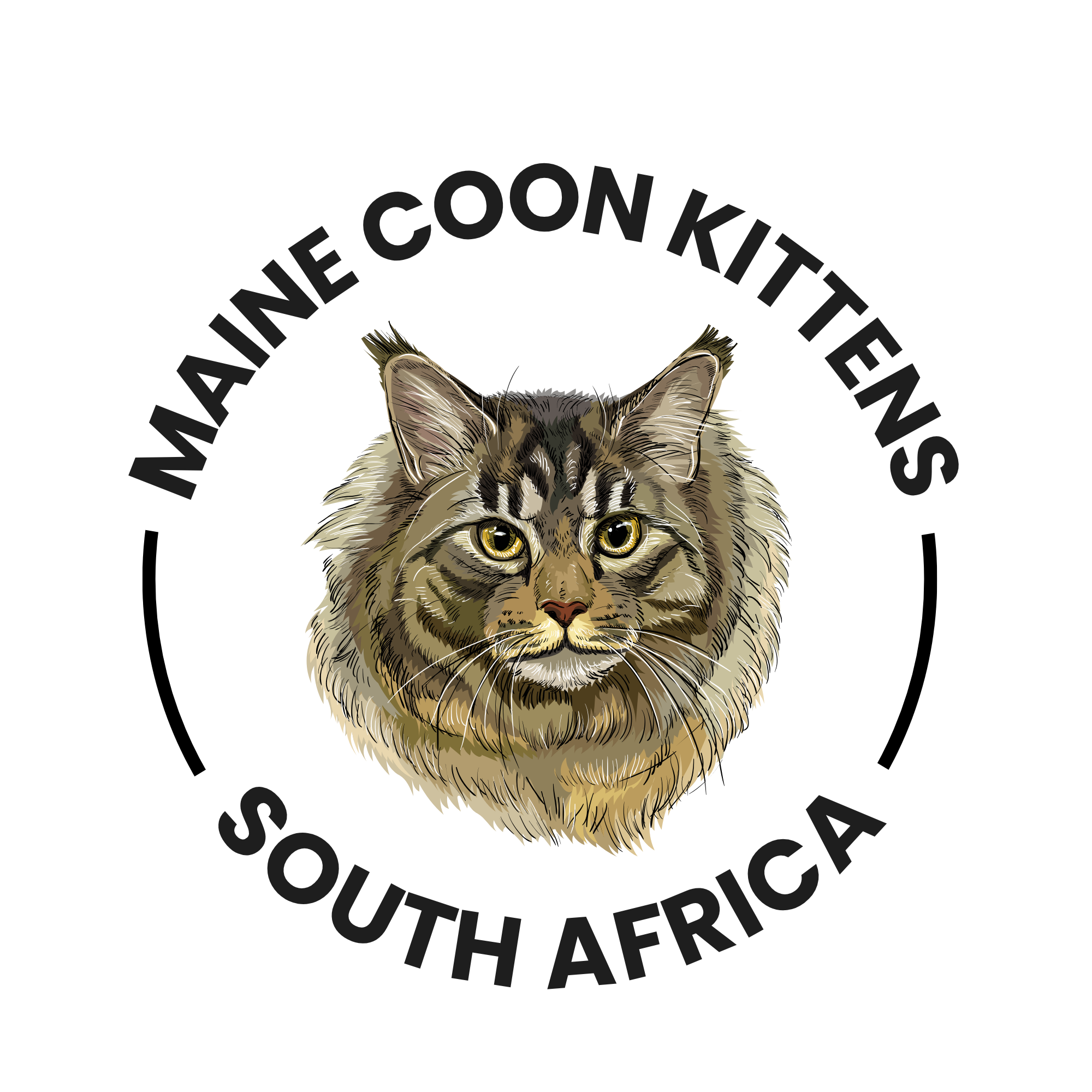 Maine Coon kitty (5)