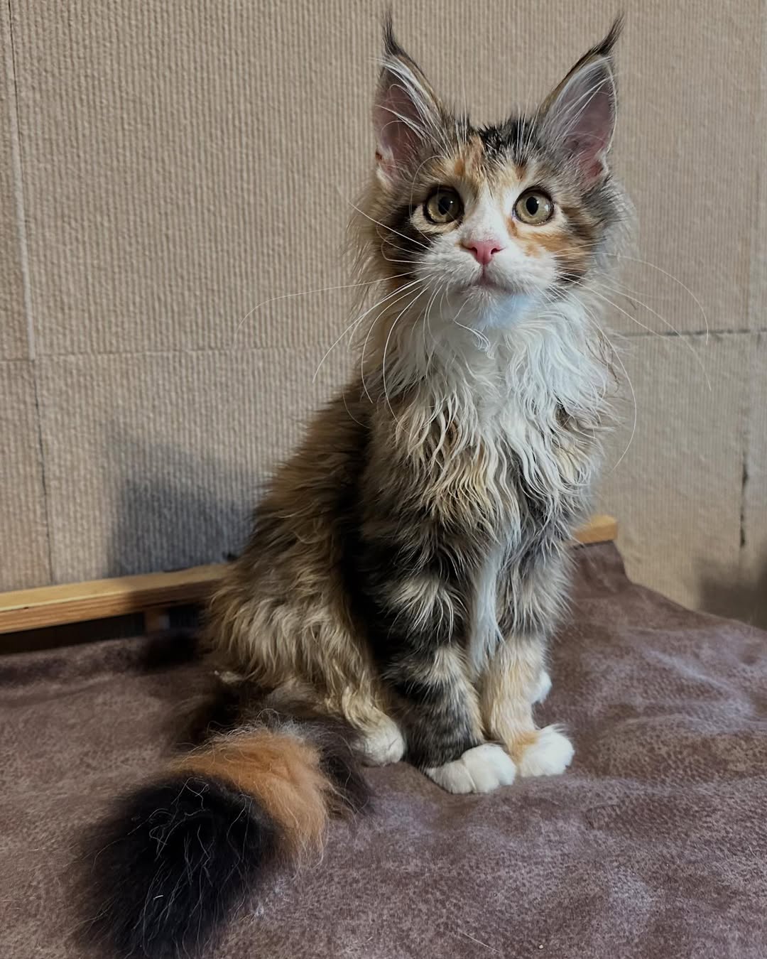Male Maine Coon - Caesar SOLD