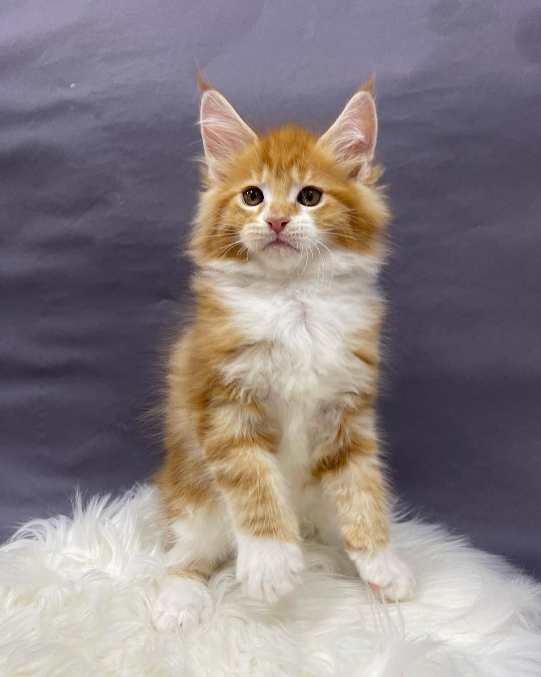 Male Maine Coon - Casper
