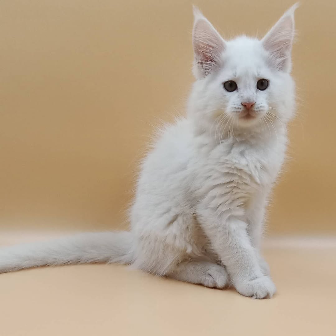 Male Maine Coon - Ice
