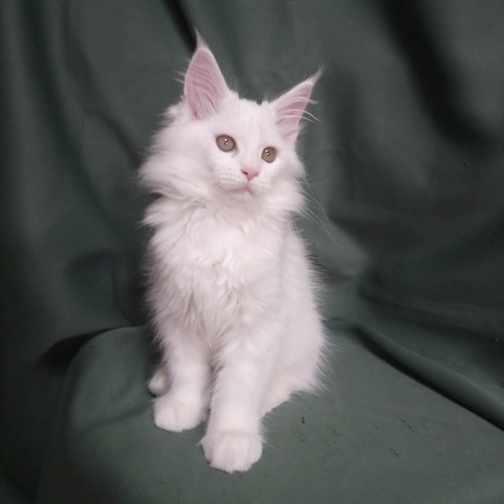 Male Maine Coon Pharaoh