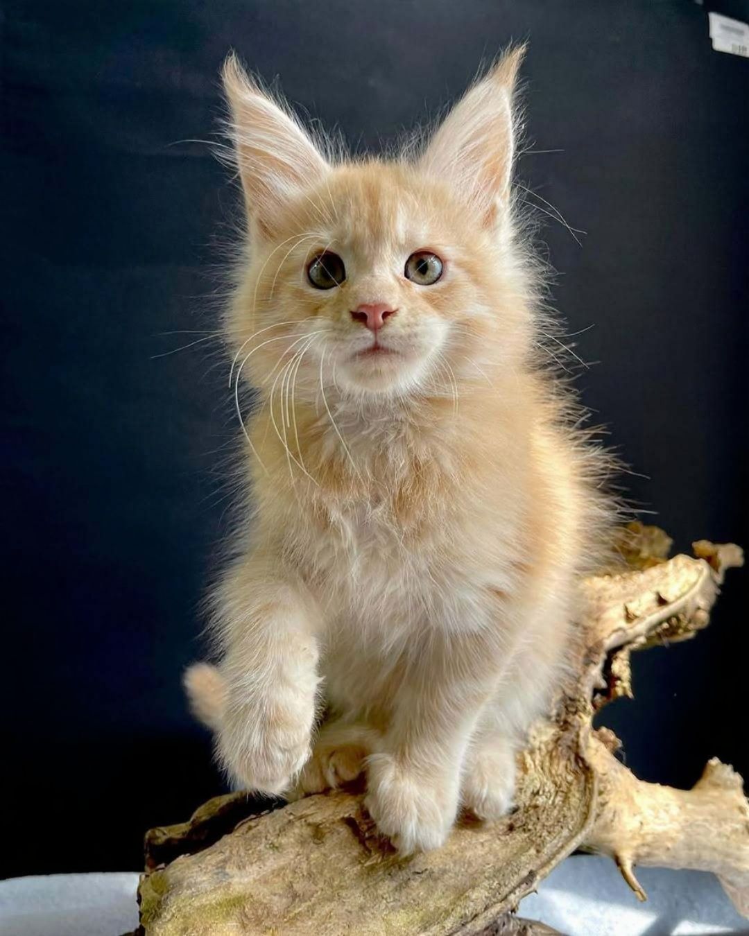 Male Maine Coon - Richard