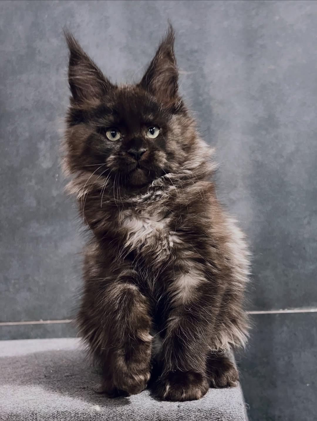 Male Maine Coon - Rufus SOLD