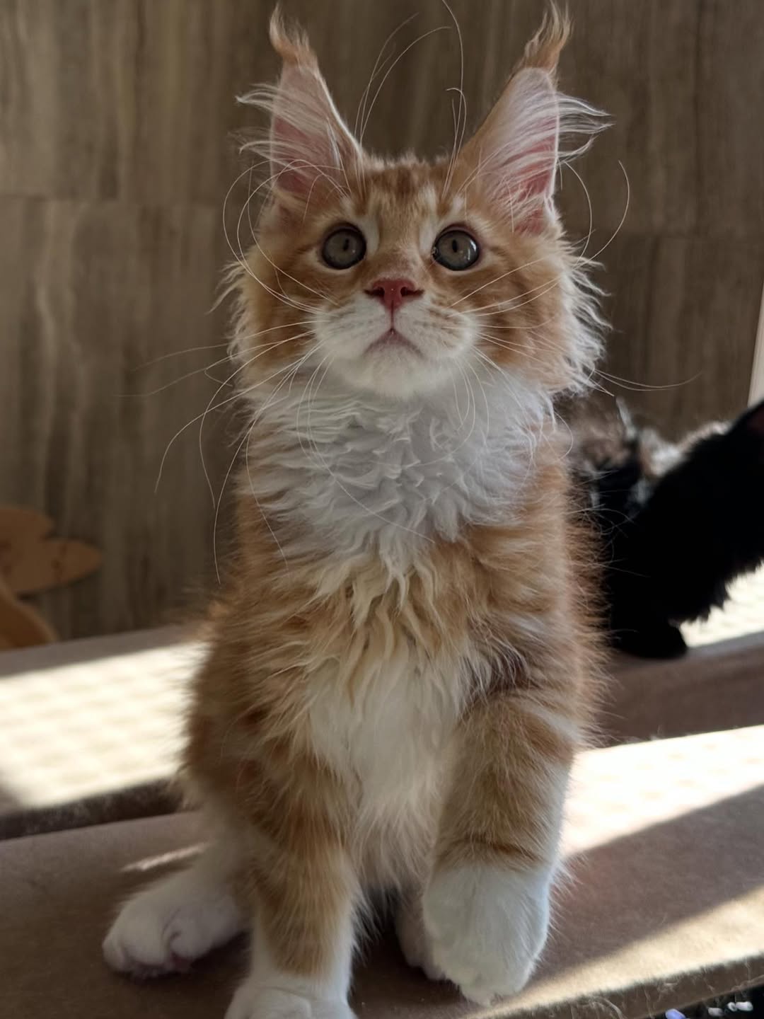 Male Maine Coon - Simba SOLD