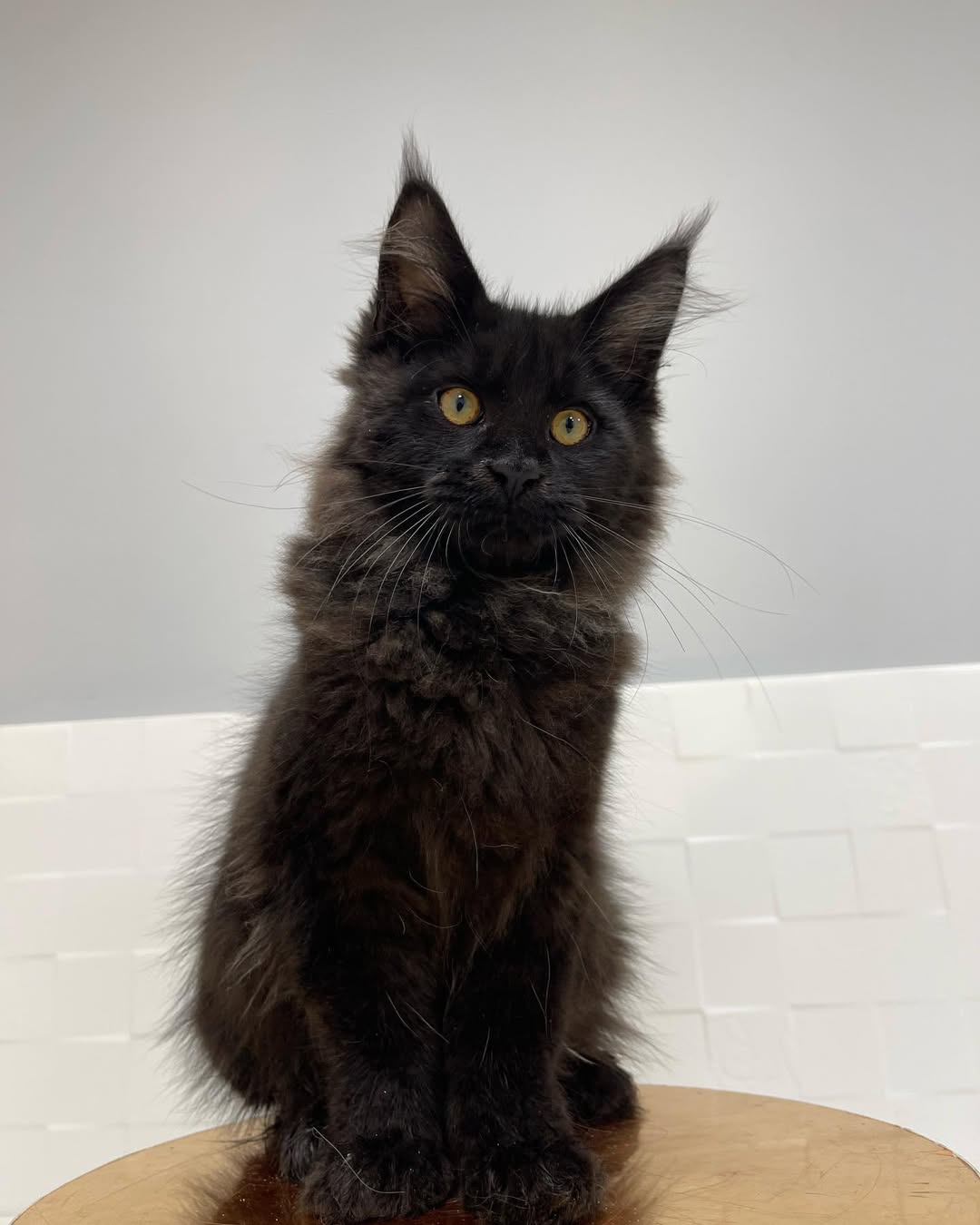 Male Maine Coon - Thor