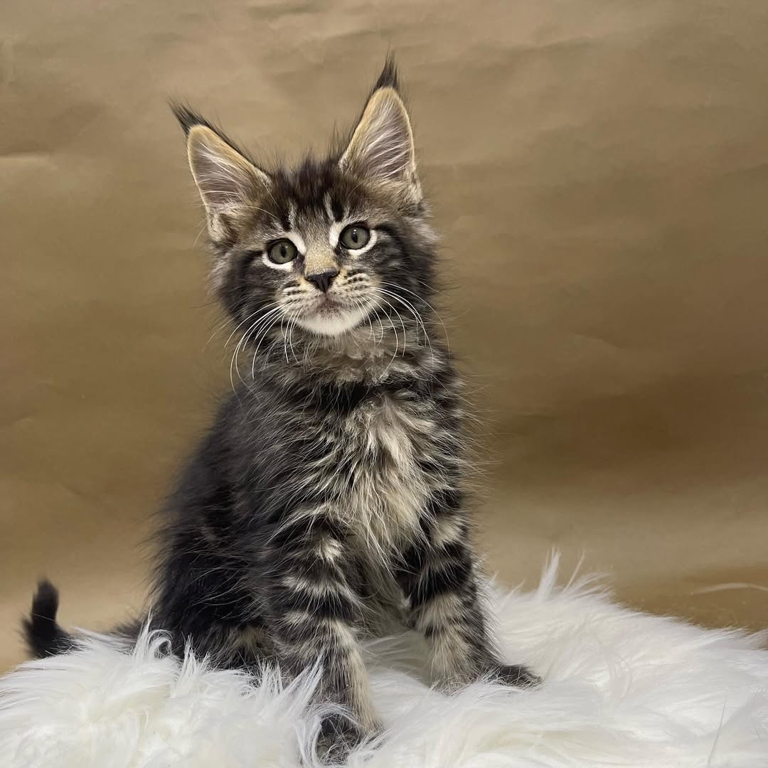 Male Maine Coon - Tiger