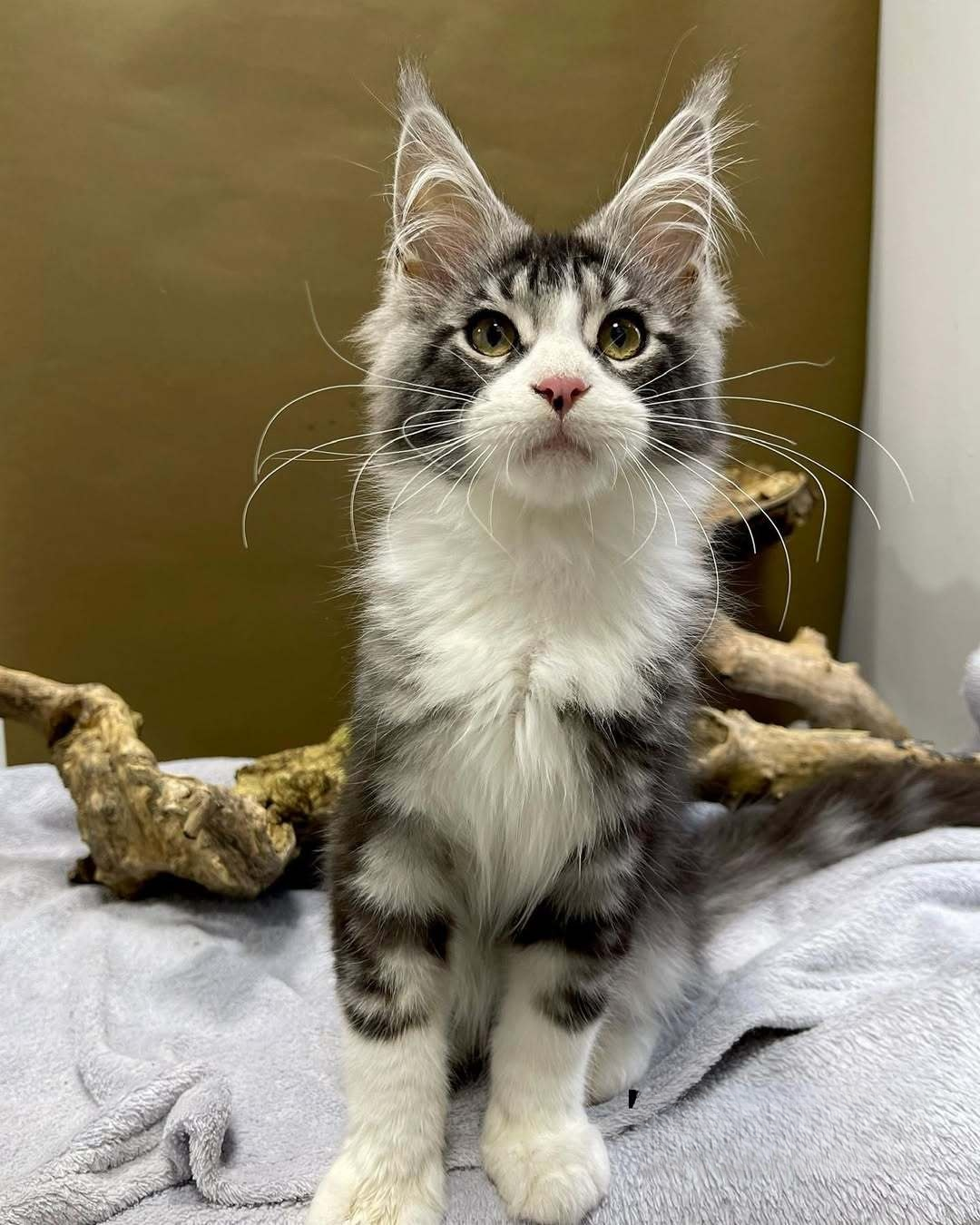 Male Maine Coon - Tomas